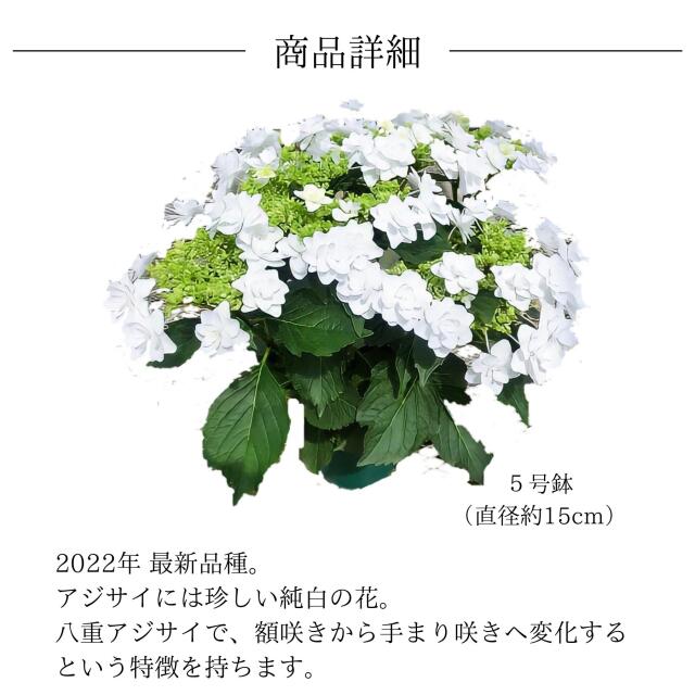 プロポーズフォーユー