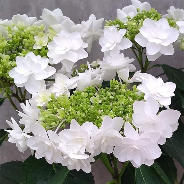 プロポーズフォーユー2024_01