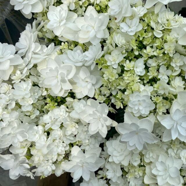 プロポーズフォーユー2024_02