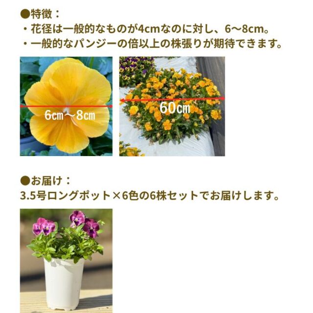 パンジー苗TopWaveトップウェーブ6色6株セット