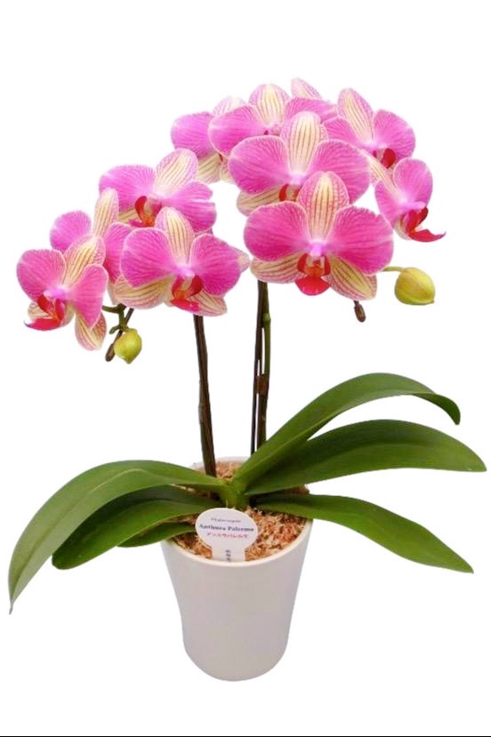 ミディ胡蝶蘭 鉢植え アンスラ・パルレモ 4号 2本立