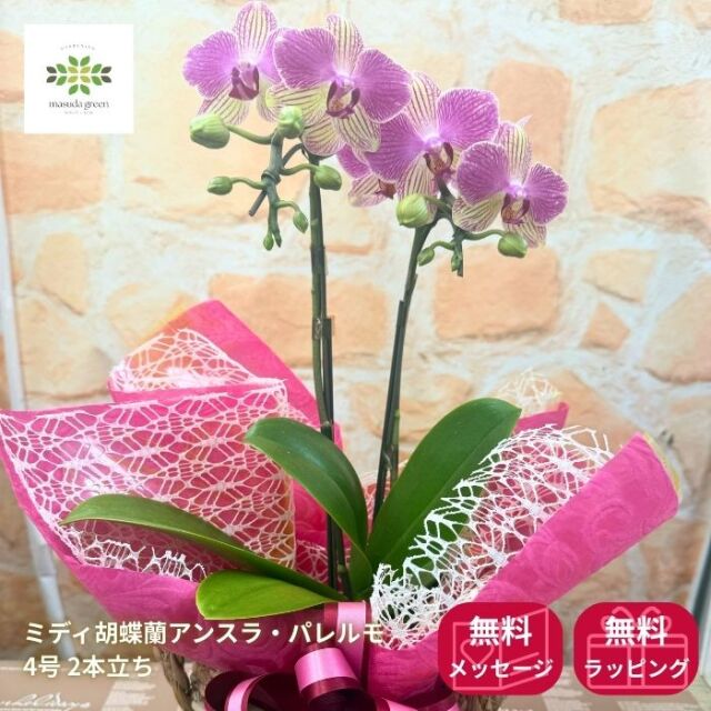 ミディ胡蝶蘭アンスラ・パレルモ