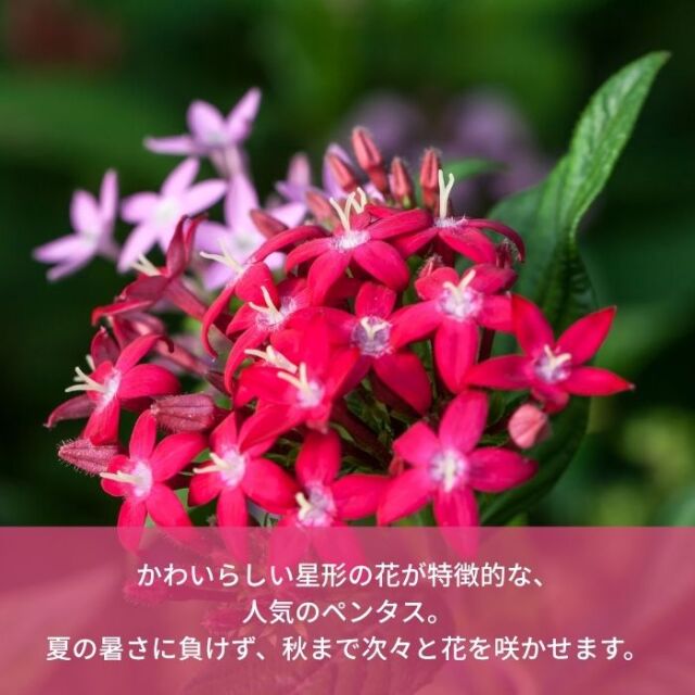 ペンタス苗色おまかせアソートセット