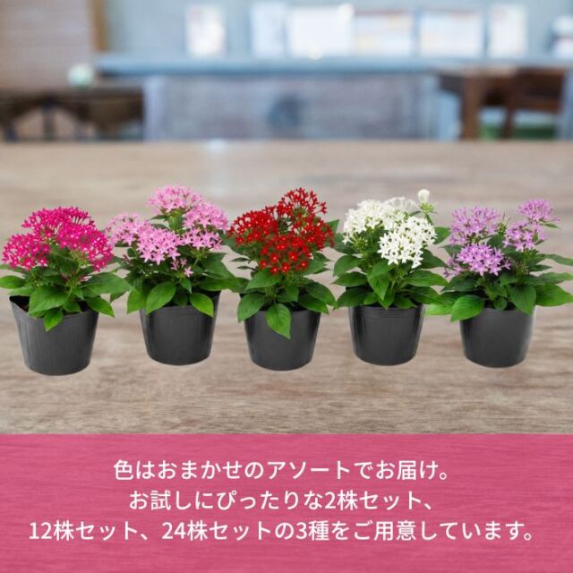 ペンタス苗色おまかせアソートセット