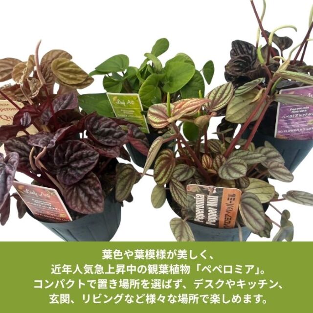 ペペロミア3号ポット
