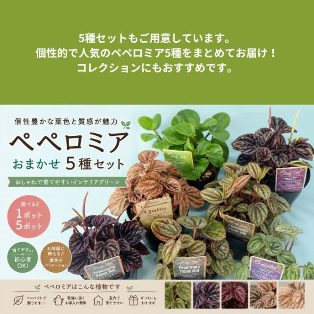 ペペロミア 3号ポット 品種おまかせ1ポット 5種セット