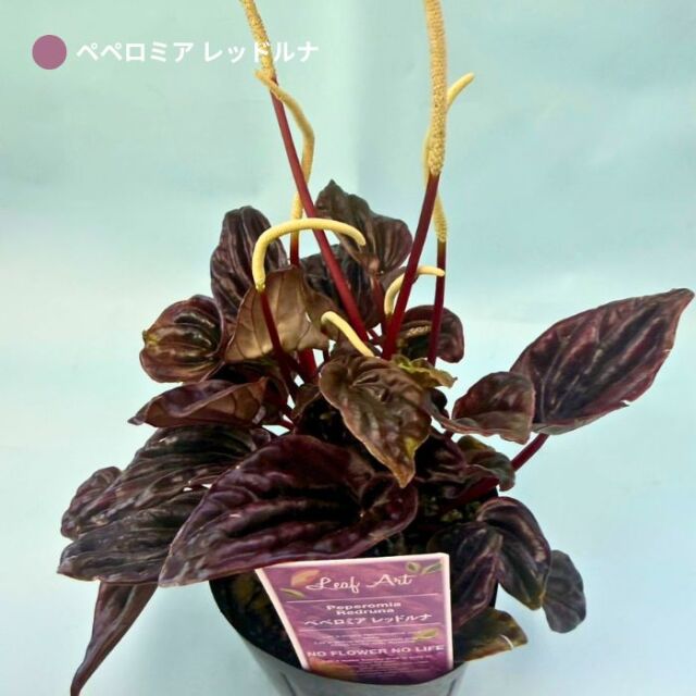 ペペロミア 3号ポット 品種おまかせ1ポット 5種セット