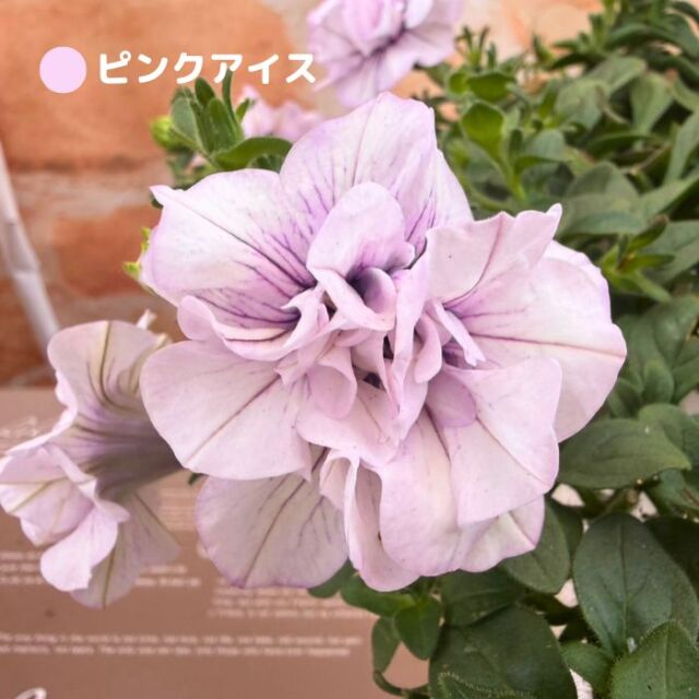 ペチュニア 鉢植え パニエ 2色植え 5号 レモン ピンクアイス