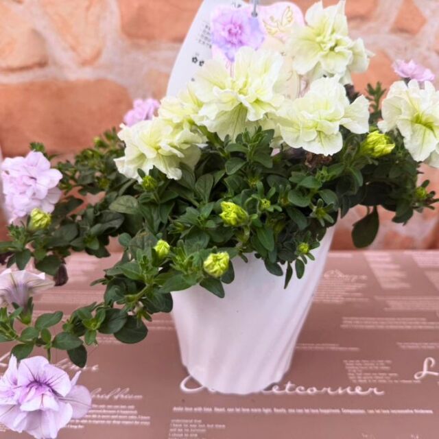 ペチュニア鉢植えパニエ2色植え5号