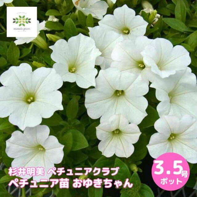 ペチュニア苗おゆきちゃん