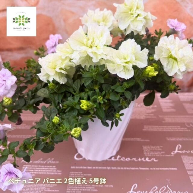 ペチュニア鉢植えパニエ2色植え5号