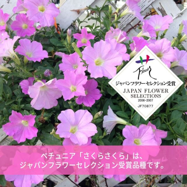 ペチュニア苗さくらさくら
