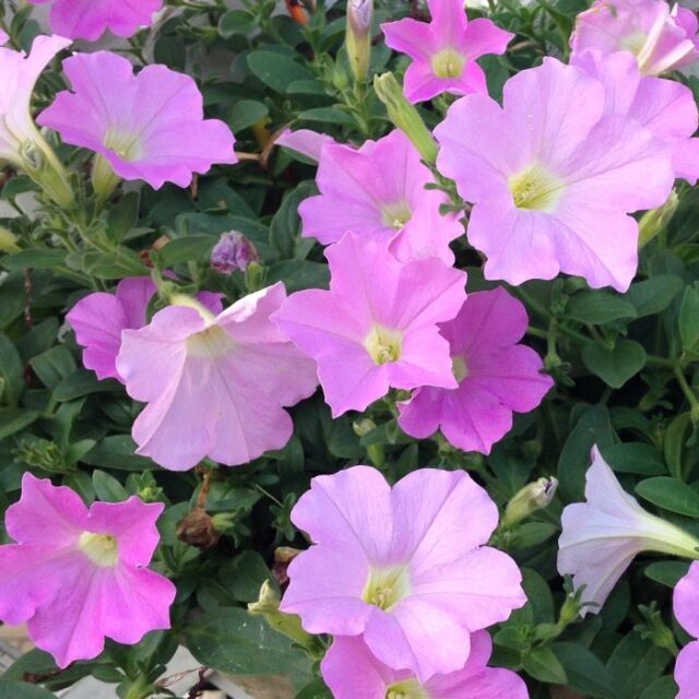 ペチュニア苗さくらさくら