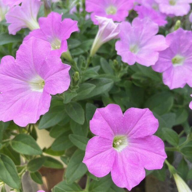 ペチュニア苗さくらさくら