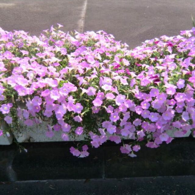 ペチュニア苗さくらさくら