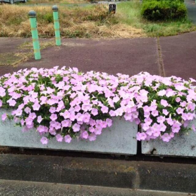 ペチュニア苗さくらさくら