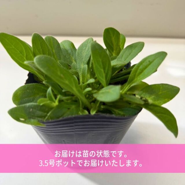 ペチュニア苗さくらさくら