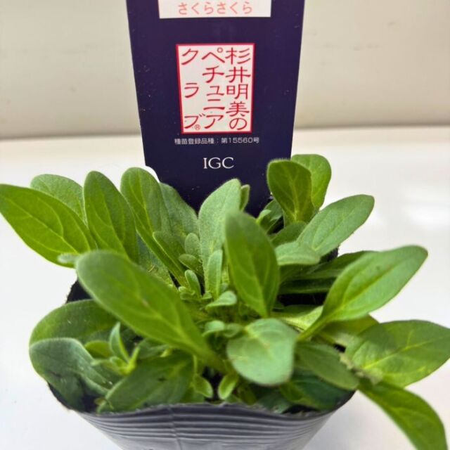 ペチュニア苗さくらさくら