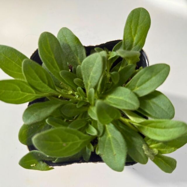 ペチュニア苗さくらさくら