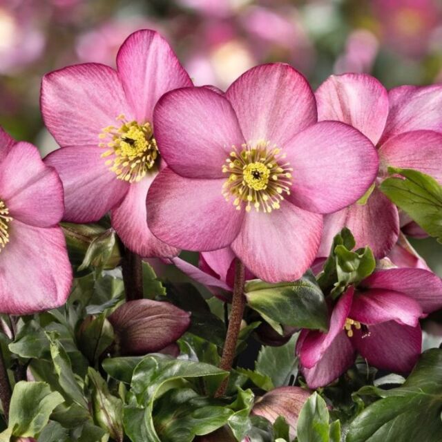 クリスマスローズ 雪の妖精 新品種 ピンクフレア 4.5号