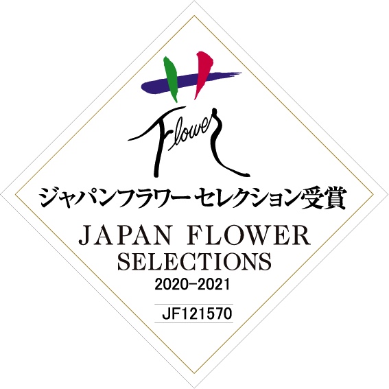 ポインセチアイエロールクス00