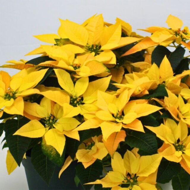 ポインセチアイエロールクス