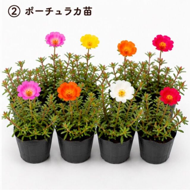 ポーチュラカ 苗 色おまかせ アソートセット 3〜3.5号ポット