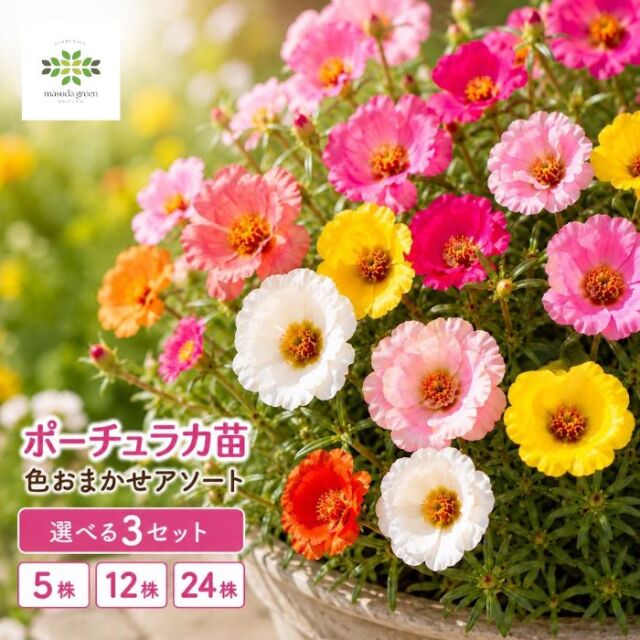 ポーチュラカ苗色おまかせ アソートセット