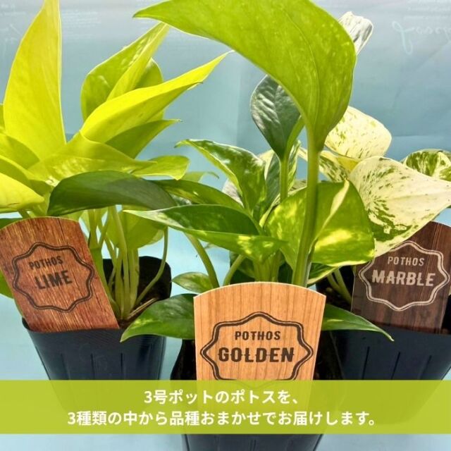 ポトス苗3号ポット品種おまかせ