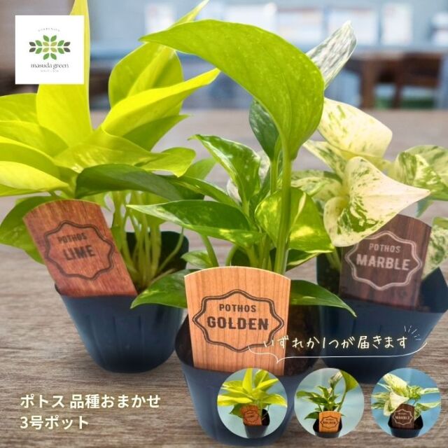 麻衣子　ポトス3種 ポトス 苗 3号ポット 品種おまかせ（1ポット）
