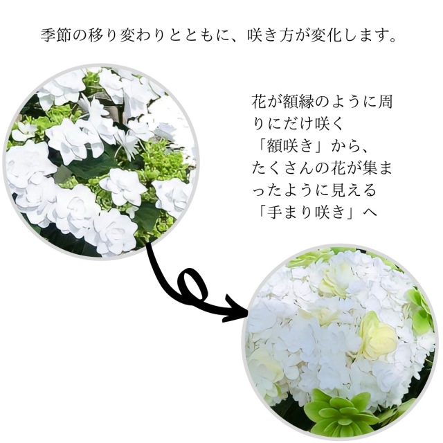 プロポーズフォーユー