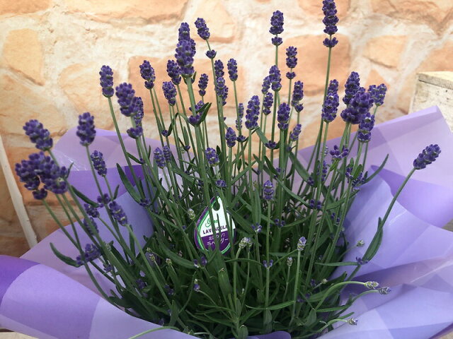 母の日フラワーギフト 香りの イングリッシュ ラベンダー 鉢植え ５号