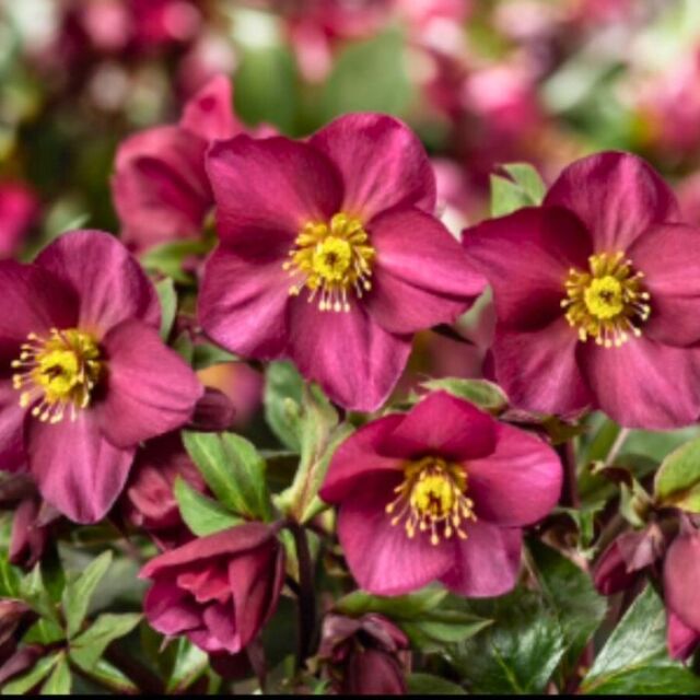 クリスマスローズ氷の薔薇レッドロマンス