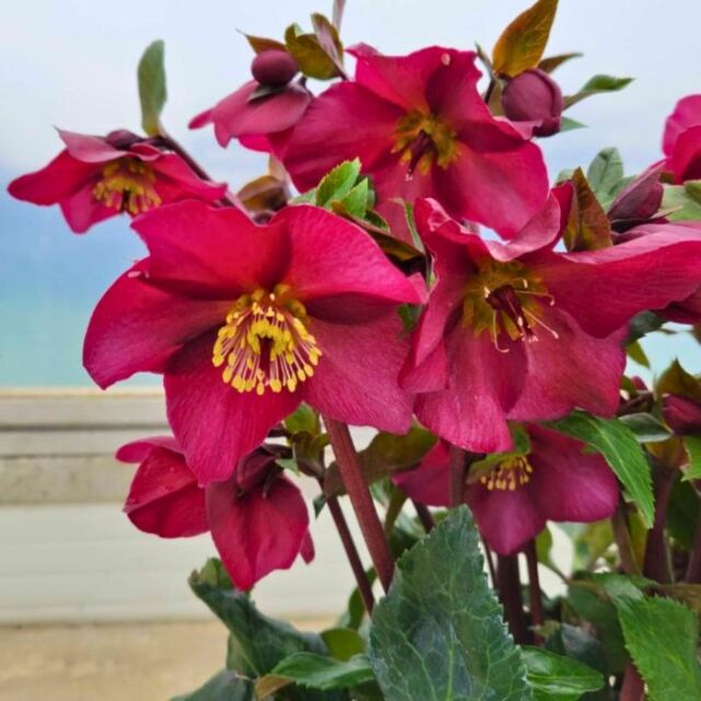 クリスマスローズ氷の薔薇レッドロマンス