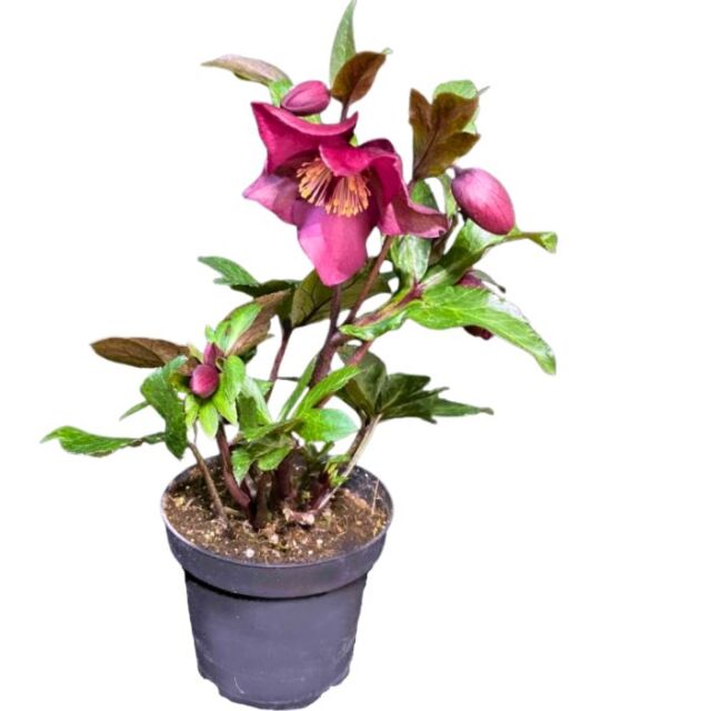 クリスマスローズ氷の薔薇レッドロマンス