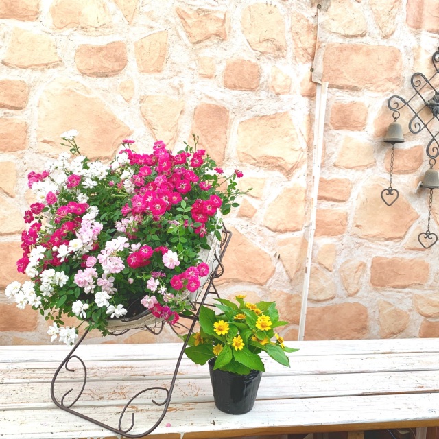 ウェルカムレンゲローズ