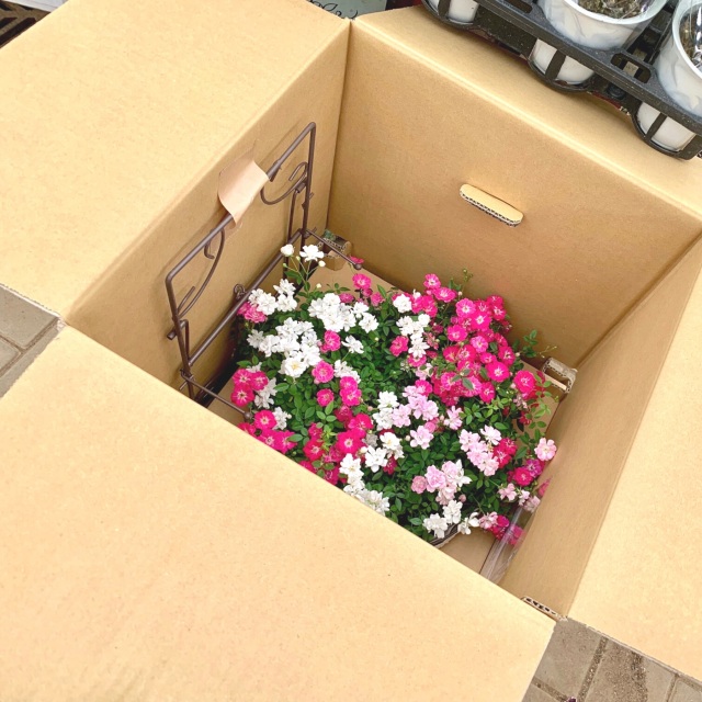 ウェルカムレンゲローズ