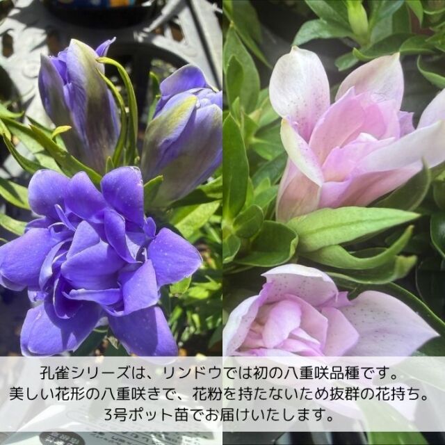 りんどう苗孔雀シリーズ