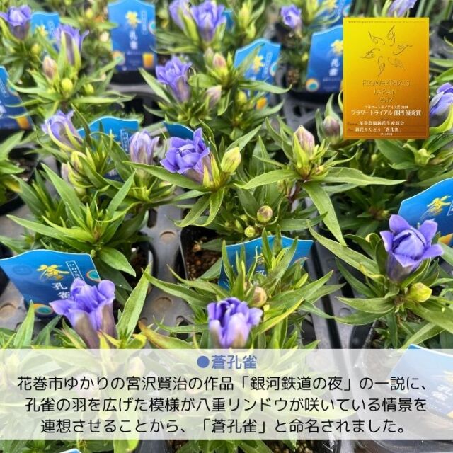 りんどう苗孔雀シリーズ