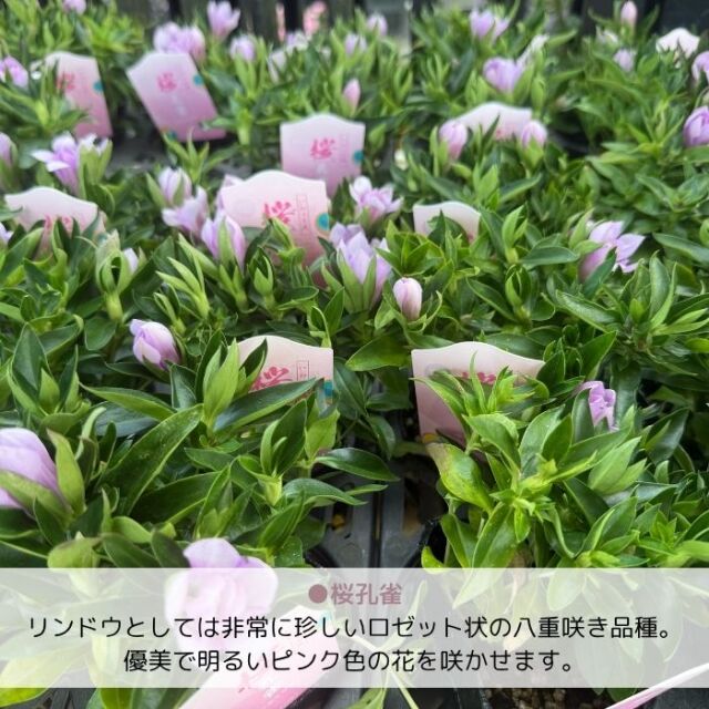 りんどう苗孔雀シリーズ