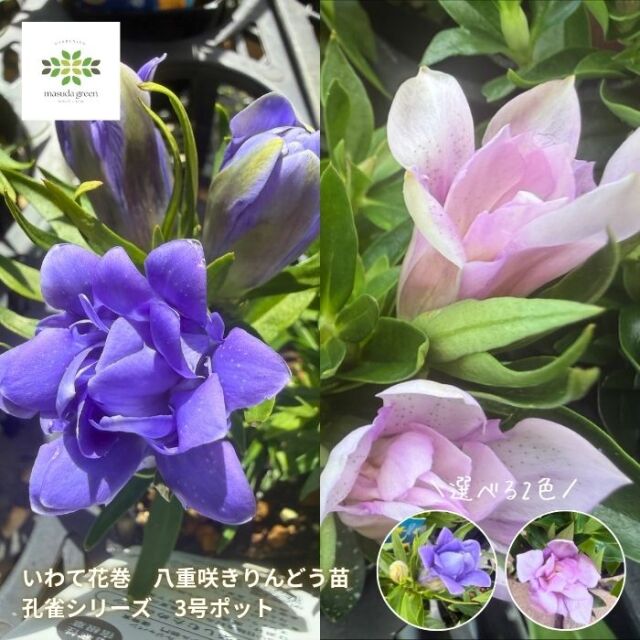 りんどう苗孔雀シリーズ