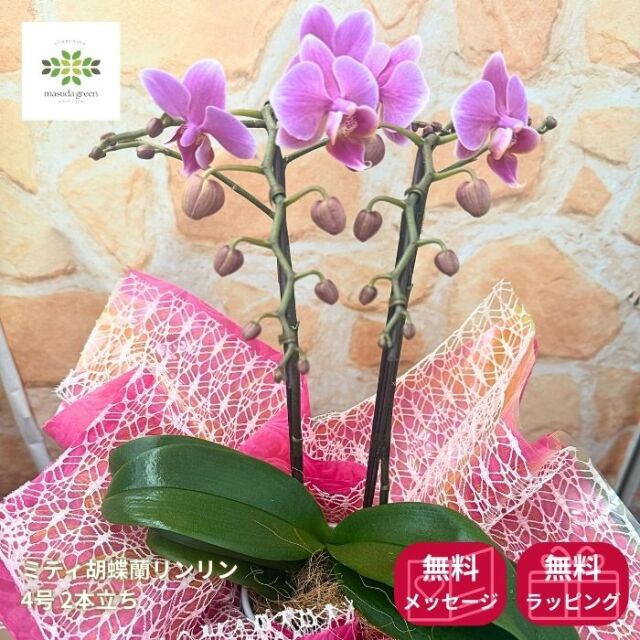 ミディ胡蝶蘭リンリン