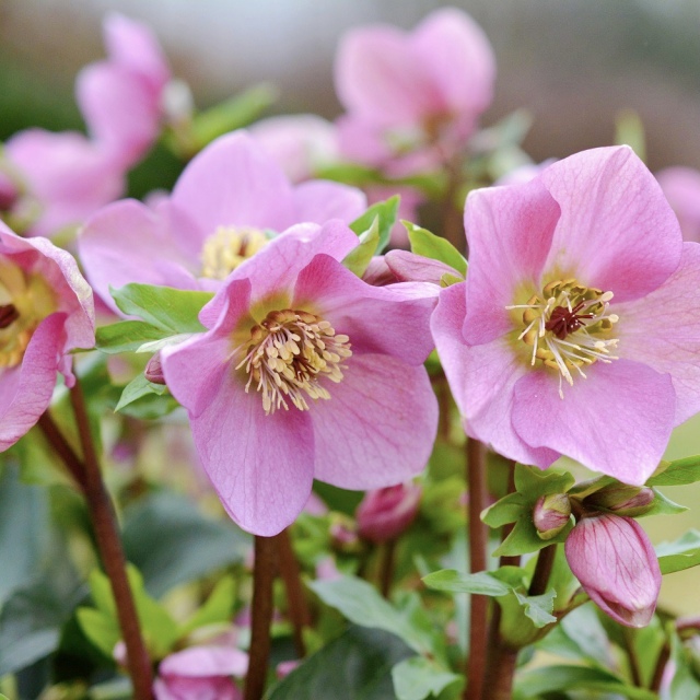 クリスマスローズ ラベンダーピンク