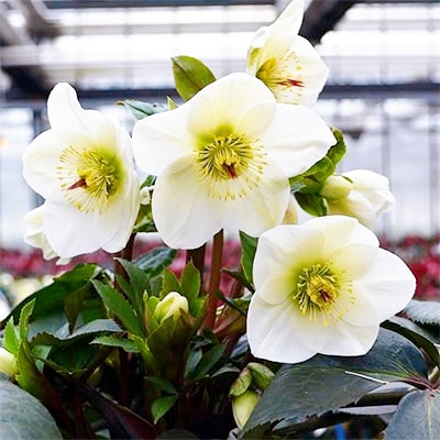 氷の薔薇ホワイト