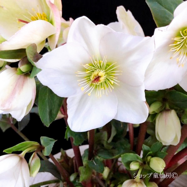 氷の薔薇ホワイト