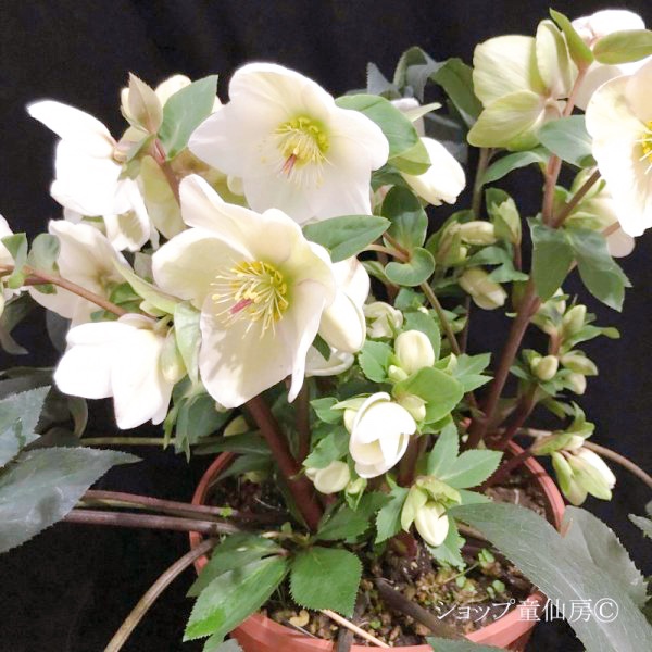 氷の薔薇ホワイト