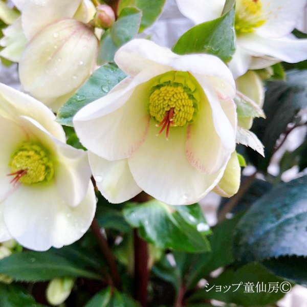 氷の薔薇ホワイト