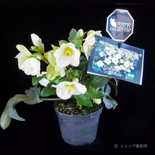 氷の薔薇ホワイト