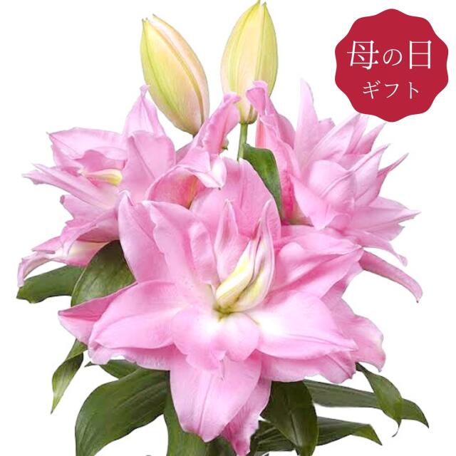 ローズリリー ユリ 鉢植え ピンク 八重