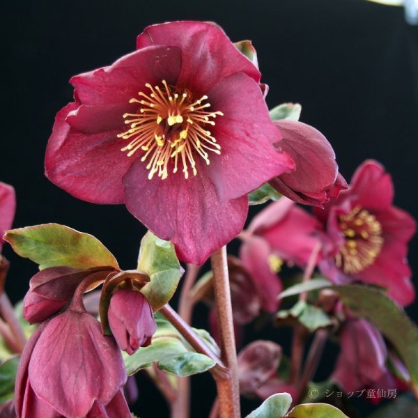 氷の薔薇レッド